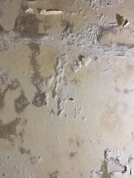 Best Residential Mold Removal  in Mira Monte, CA