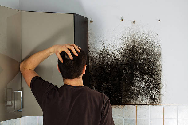 Best Attic Mold Removal  in Mira Monte, CA