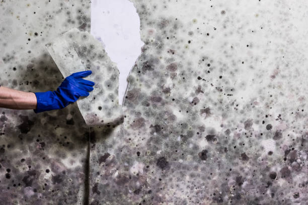 Best Mold Testing and Removal  in Mira Monte, CA