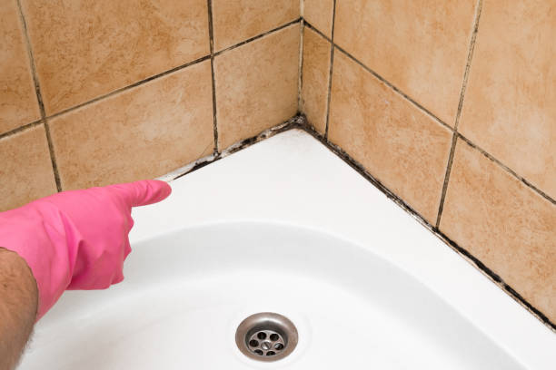 Best Mold Damage Repair  in Mira Monte, CA